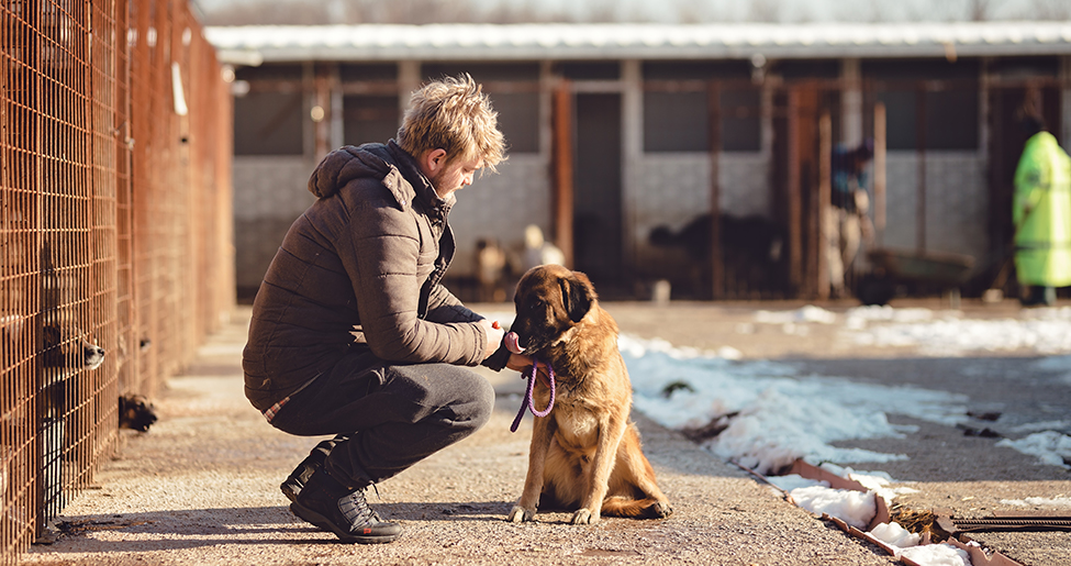 6 Reasons to Do Volunteer Work With Animals