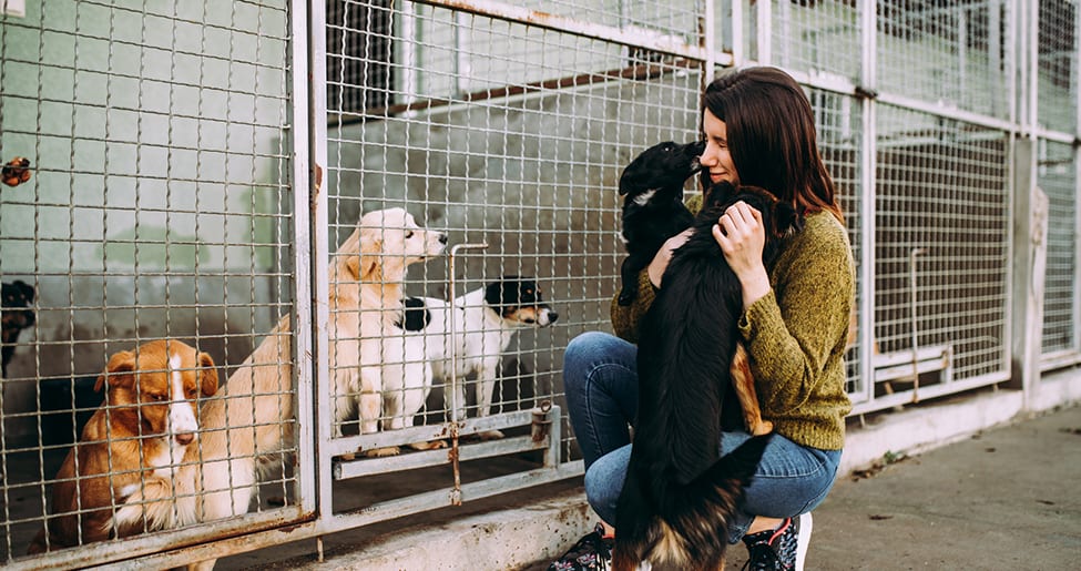 volunteer outside dog kennel